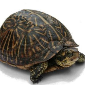 Meet your Posher, Bea